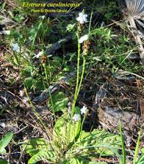 Image result for Elytraria