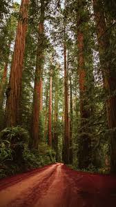 Hours may change under current circumstances California Redwood Forest Wallpapers 4k Hd California Redwood Forest Backgrounds On Wallpaperbat