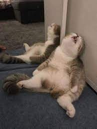 Funny Lazy Cats That Can Sleep Anytime Anywhere 8 Cute Funny Animals Funny Animals Cute Animals