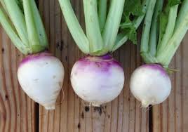 However, small, young turnips are more ender. Turnip Seed To Harvest Urban Farmer Seeds