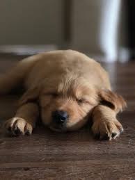 See more of sleepy puppy on facebook. Sleepy Puppy Music Indieartist Chicago Puppies Golden Retriever Puppy Cute Animals