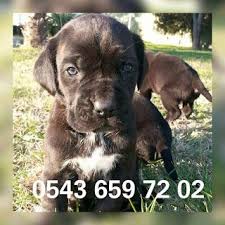 Satilik Yavru Kopekler Pet Station Satilik Cane Corso Yavrulari Canakkale 0543 659 72 02 Cane Corso Kopek Yavru Kopek