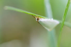 Image result for Urochloa brevispicata