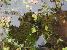 Image result for Wolffiella