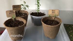 The genus pinus or pine bonsai is extensive with 120 species. Bonsai Trees 2 3 Months Update Youtube