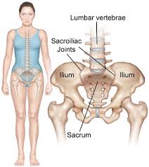 Unit three — abdominal organs, pelvis & lower limb. Chiropractors Are The First Stop In Ending Low Back Pain