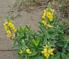 Image result for Crotalaria rhodesiae