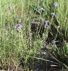 Image result for Scrophulariaceae