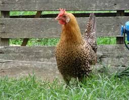 Sicilian buttercup chicken derives from the indigenous siciliana breed of sicily. Sicilian Buttercup Pictures Video Information And Chicks Chicken Bird Buttercup Sicilian
