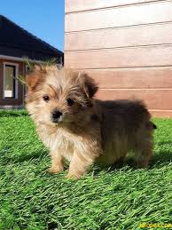 Satilik Tea Cup Morkie Yavru 240532 Bikopek Com