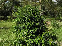 Image result for Gnetaceae