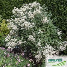 Image result for Clematis recta atropurpurea