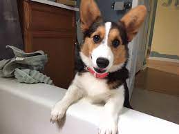 Corgi puppies home was established to help provide good caring homes for corgi puppies in need and families who are ready and capable to take good care of one. Pembroke Welsh Corgi Puppies Breeders For Sale Adoption Mn