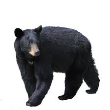 Pin Op Black Bear Mountain