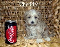 Teddy Bear Puppies For Sale In Wisconsin Find Teddy Bear Puppies For Sale In Wisconsin Minnesota And Illinois Teddy Bear Puppies Puppies For Sale Puppies