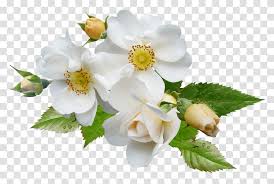 Maybe you would like to learn more about one of these? Multiflora Rose White Flowers Plant Blossom Pollen Petal Transparent Png Pngset Com