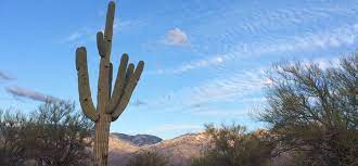 The entire reason we came to tucson was to visit saguaro np as a part of seeing 5 nps which comprise all of the national parks in the chihuahuan and sonoran deserts. All About Saguaros Faqs For Tucson Residents Local Yard Garden Resources