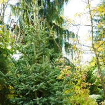 Fir trees are evergreen coniferous trees. Abies Pinsapo Aurea