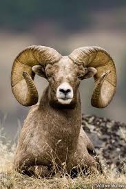 1st Generation Ram The Original Dodge Animals Nature Animals Majestic Animals