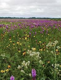 Image result for Rhynchosia torrei