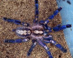 Man kann es gut verstehen, denn die meisten arten sind nicht nur wunderschön anzuschauen, sondern darüber hinaus gibt es auch sehr interessante aspekte über ihre ökologie und systematik zu berichten. Poecilotheria Metallica The Sapphire Gooty Ornamental Spider A Stunning Arboreal Tarantula From India Like All Poecilotheria It S Threatened In The Wil Spinne