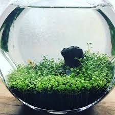 Image result for Marsilea minuta