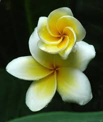 Plumeria Obtusa Plumeria Flowers Pretty Flowers Amazing Flowers