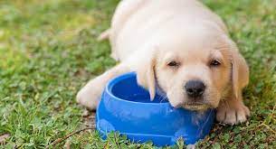 They are actually at greater risk than humans because. How Much Water Should A Puppy Drink During The Day