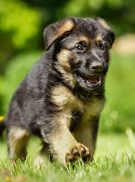 The german shepherd dog/puppy is a pack animal. Choosing The Best Food For German Shepherd Puppies