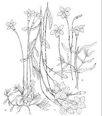 Image result for Wahlenbergia undulata