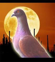 Mirip gresik bersih otomatis bisa bergerak membesar dan mengecil tanda mata bagus/sehat. Mengenal Merpati Balap Leonard Legendaris Binatang Peliharaan