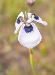 Image result for Moraea clavata