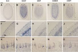 Mar 21, 2021 · animal sex: Plos One A Post Synaptic Scaffold At The Origin Of The Animal Kingdom