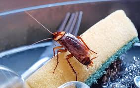 cockroaches in charlotte, nc
