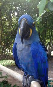 Birds For Sale In Florida Say Hello To Makia One Of Our Beautiful Hyacinth Macaws Macaw Parrot Sea Lion Dolphins