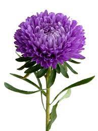 Purple China Aster Inexpensive Wedding Flowers Types Of Flowers Fall Wedding Flowers