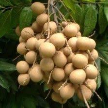 Tanaman Kelengkeng Kristal Tanaman Buah Pohon Buah