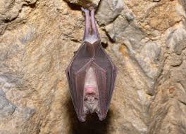 The total area of taman negara is 4,343 km². Bat Watching In Borneo S Unesco World Heritage Mulu National Park With Mic Cameras From Bosch Bosch Media Service