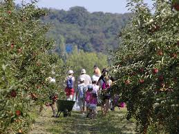 Ferme du logis (78580 jumeauville). Cueillettes Et Produits Locaux Yvelines Tourisme