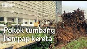 Akar ialah satu organ yang paling penting di dalam tumbuhan. Laluan Ditutup Akibat Pokok Tumbang Di Depan Muzium Negara Youtube