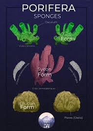 Home » print and make » worksheets. Phylum Porifera The Wild Life