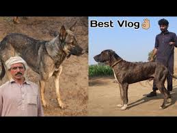 To puppy lovers and a few breeders, the bully kutta is a different breed of dog.but, others disagree and say it's only a word for several of the fighting dogs of northern pakistan. 2