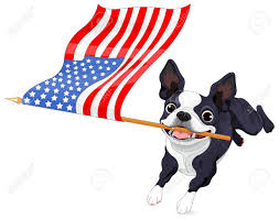 Image formats available gif, jpg, png and printable eps, svg, pdf. Illustration Of Cute Boston Terrier Celebrating 4th Of July Royalty Free Cliparts Vectors And Stock Illustration Image 43890768