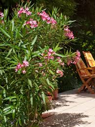 Wenn du ihn aber stutzt, wirst du im nächsten jahr auf blüten verzichten müssen. Oleander Pflege Schneiden Vermehren Uberwintern