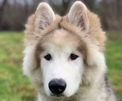 White alaskan malamute german shepherd mix. 9 Alaskan Malamute Mix Breeds The Popular And Adorable Hybrid Dogs Petpress