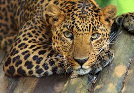 The Amur Leopard Is Now Officially Classified As A Critically Endangered Species With Most Endangered Animals Endangered Animals Critically Endangered Species