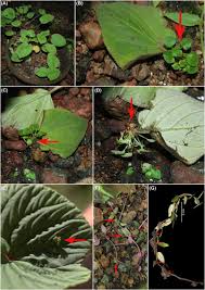 Image result for Justicia tenella