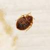 Exterminators perform wonderful pest control services for citizens, ridding their homes and businesses of pests, insects, roaches, and even wild animals. 1