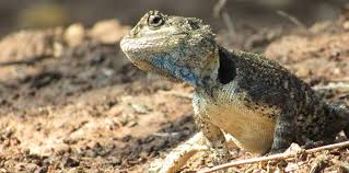 Image result for Pogonarthria