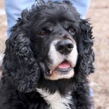 American Cocker Spaniel Black And White Hi I M Frank I M A 9 Year Old Neutered Male Black With White Cocker Spaniel Cute Puppies And Kittens White Cocker Spaniel Cocker Spaniel